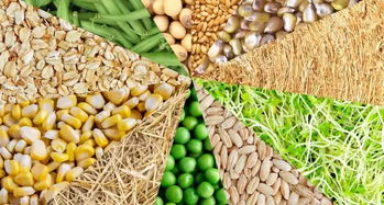 中國市場崛起 加拿大薩省糧油食品出口額創(chuàng)新高，達(dá)36億加元